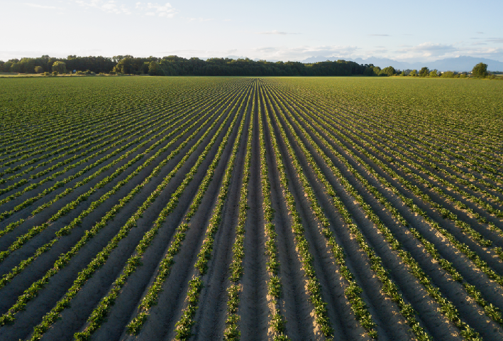 agriculture farm